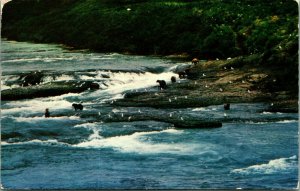 Bears Playing on Kenai Peninsula Alaska AK 1968 Chrome Postcard B1