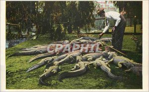 Postcard Modern Alligator Farm Hollenbeck Park Los Angeles Crocodile