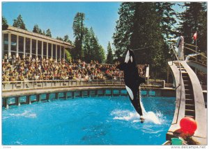Killer Whale show , VANCOUVER , B.C. , Canada , 50-70s