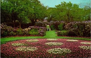 Vtg Lombard Illinois IL Lilacia Park Panthers Paw Tulip Bed 1960s View Postcard