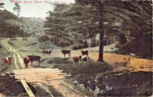 NORTH SACO ME-COWS PASTURE SCENE-HOME MADE BRIDGE (MSG)-MERNER STAEBLER POSTCARD