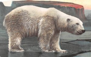 Polar Bear Bear Unused 