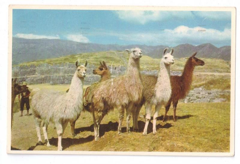 Peru Llamas 1967 Canal Zone Airmail Postcard