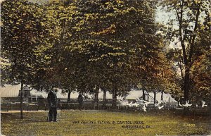 Pigeons Flying in Capitol Park Harrisburg, Pennsylvania PA
