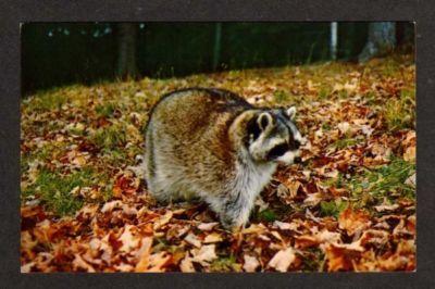 NH Natureland LINCOLN NEW HAMPSHIRE Postcard Raccoon