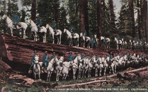 US Cavalry on Fallen Monarch Mariposa Big Tree Grove California UNP DB Postcard