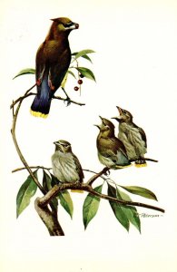 Bird - Cedar Waxwing       Artist: Peterson