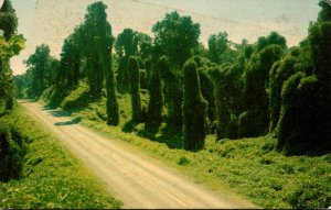 Mississippi Kudzu Along The Highway