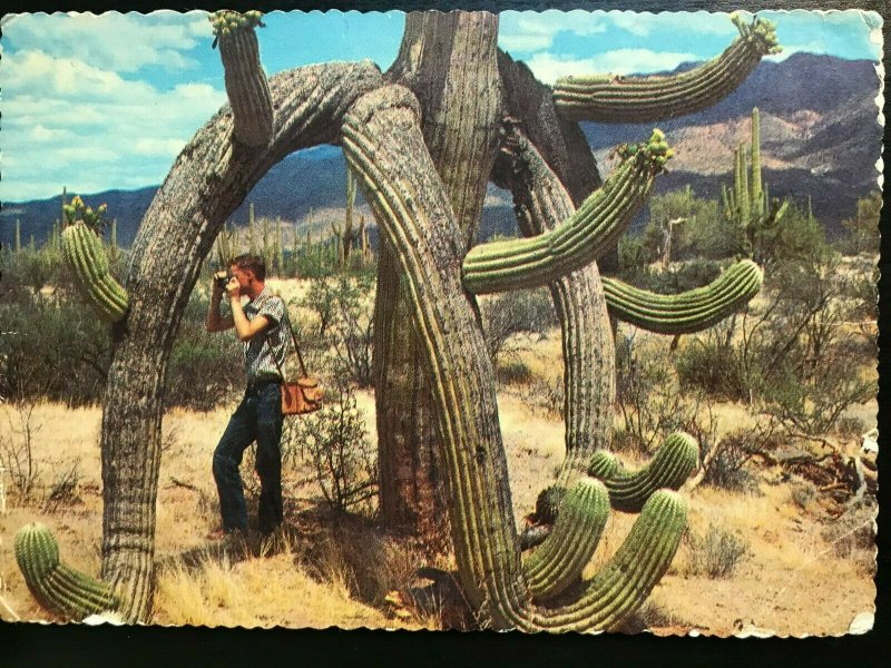 Vintage Postcard 1970 Saguaro Cactus Phoenix Arizona (AZ)