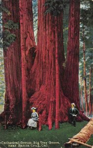 Cathedral Group, Big Tree Grove, Santa Cruz, CA c1910s Vintage Postcard