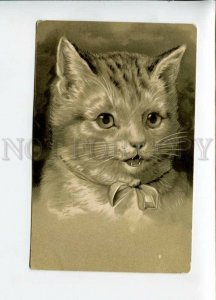 3156476 Cat KITTEN w/ Bow PORTRAIT Vintage Embossed PC