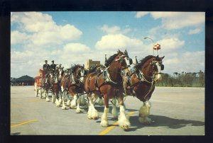 Los Angeles, California/CA Postcard, Budweiser Clydesdale -Horse Team, Busch