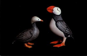 Alaska Fairbanks Horned Puffin & Emperor Goose University Of Alaska