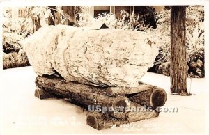 Petrified Log Real Photo - Buena Park, California CA  