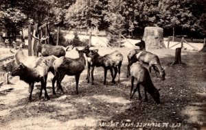 Washington Tacoma Elk At Fort Defiance Park Real Photo