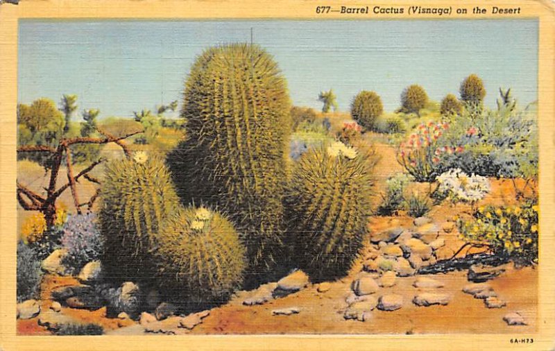 Barrel Cactus Visnaga on the Desert 1944 