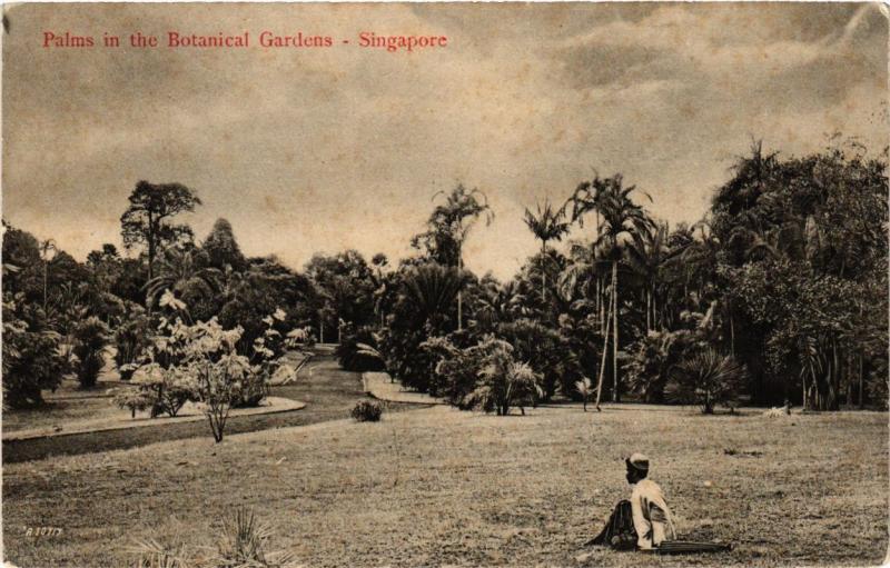 CPA AK SINGAPORE Palms in the Botanical Gardens (a1442)