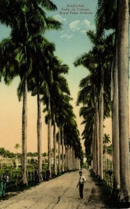 cuba, HAVANA, Calle de Palmas, Palm Trees (1910s) Postcard