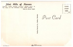 Vintage Flint Hills of Kansas Postcard Cattle Grazing Chisholm Trail