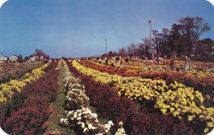 North East PA, Pennsylvania - Mums by Paschke - Flowers