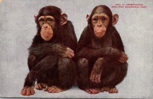 Monkeys Chimpanzees At New York Zoological Park