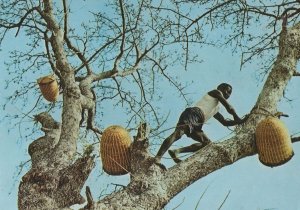 Guinea Tree Workers Climbers African Postcard