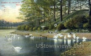 Swans - Jamaica Pond, Massachusetts MA Postcard