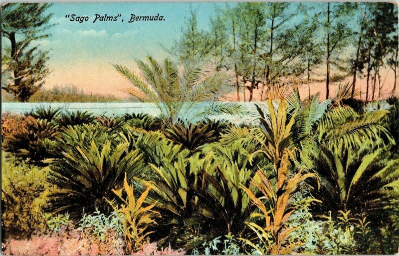 Sago Palms Bermuda Divided Back Postcard Unused Unposted Vintage Pheonix Drug