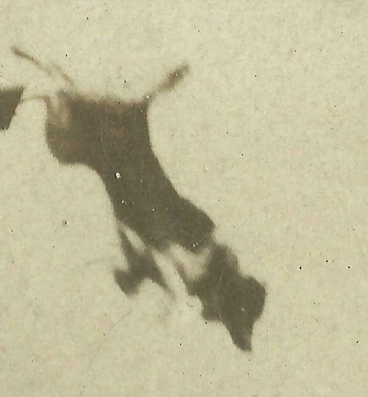 Carlisle ARKANSAS RPPC 1909 HIGH DIVING DOG Act Circus Carnival GARBO Sideshow 