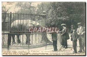 Old Postcard Paris Jardin des Plantes The taste of the young elephant