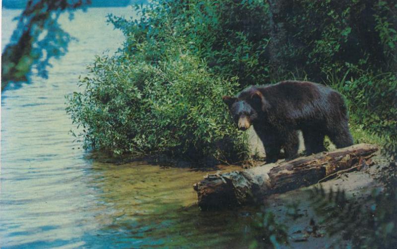 Black Bear Yearly Cub - Animal - Common the Eastern United States