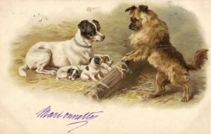 PC DOGS, DOGS IN A BARN, Vintage LITHO Postcard (b47234)