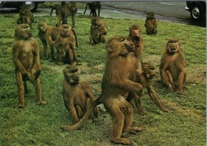 Animals Postcard - Baboons, Monkeys, Royal Windsor Safari Park Ref.RR18224