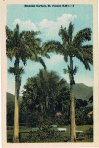 St Vincent Botanical Gardens  British West Indies 1910 
