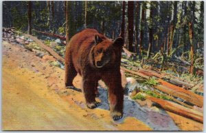 VINTAGE POSTCARD A BEAR HITCH HIKER LINEN c. 1930s