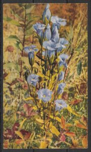Blue Fringed Gentian - Flowers - (MX-047)