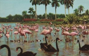 Florida Miami Flamingos & Swans On Infield At Hialeah Race Course