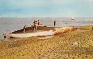 65 Foot Finback Whale At Wellfleet On Cape Cod Cape Cod, Massachusetts USA