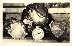 Agriculture Farming Prize Winning Cabbage on Scale Real Photo Postcard ALASKA?