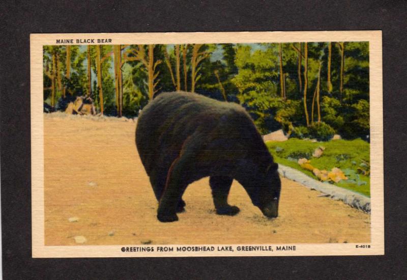 ME Greetings from Moosehead Lake Greenville Maine Postcard Black Bear