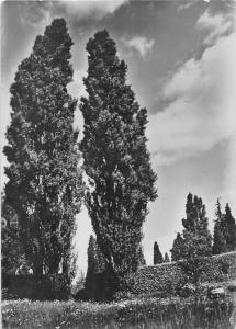 BG2306 botanischer garten berlin dahlem pappaln am CPSM 14x9.5cm germany