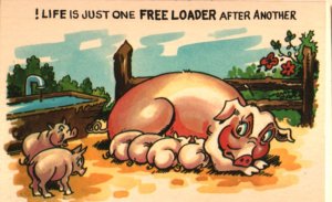 pig postcard: !Life Is Just One Freeloader After Another
