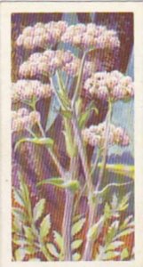 Brooke Bond Tea Trade Card Wild Flowers No 38 Angelica