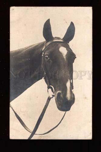 018888 Head of Charming HORSE. Vintage Photo PC