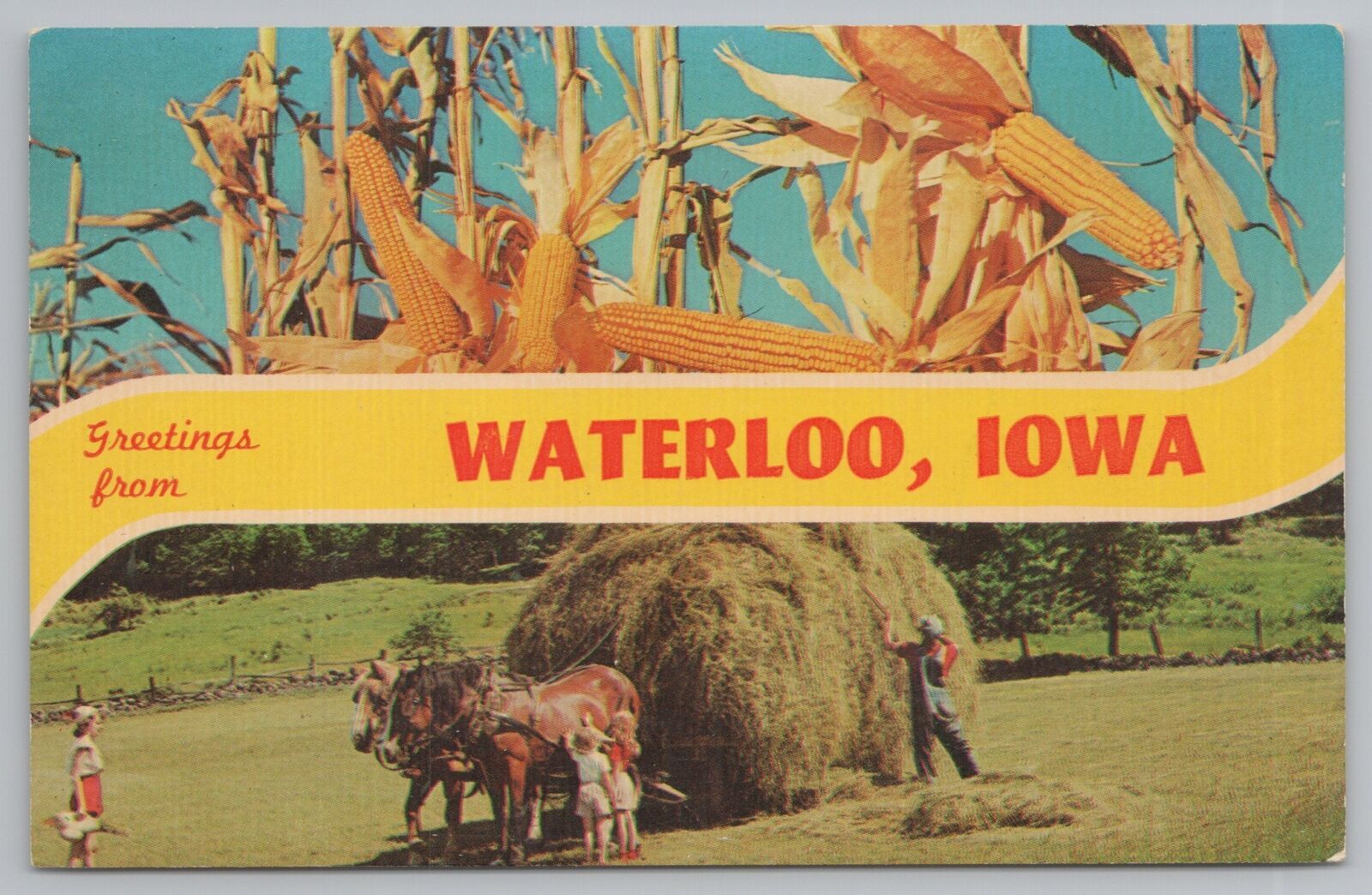 Waterloo IowaCorn Ready for HarvestHorse Drawn Hay BaleVintage