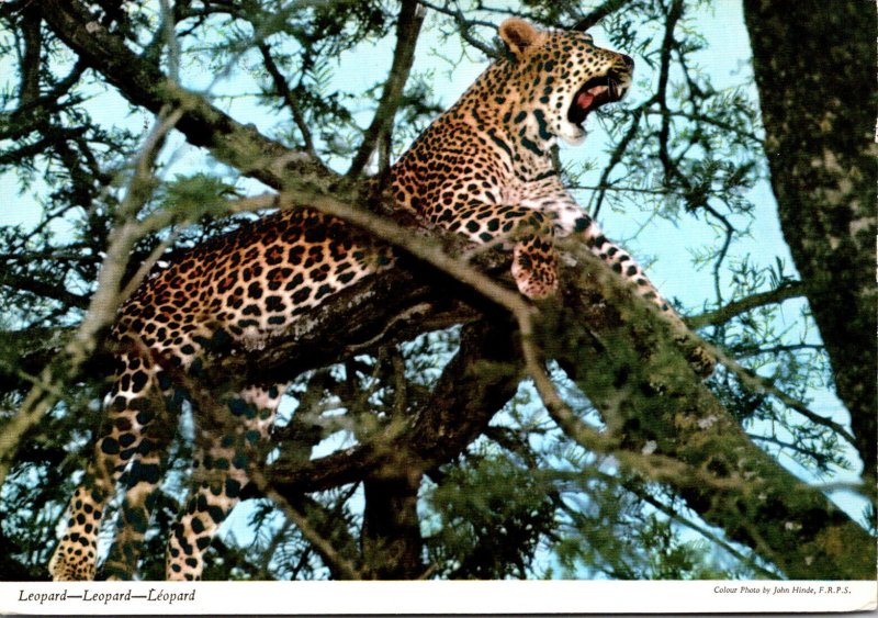 Kenya The Leopard 1971