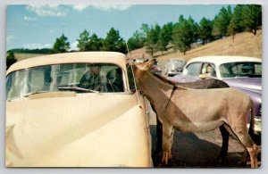 Feeding Mountain Burros In Car Custer State Park Black Hills SD Postcard R28