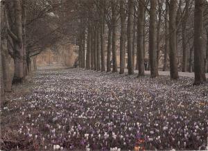 B102736 the paddocks trinity college cambridge    uk