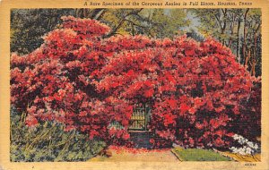 Gorgeous Azalea Full Bloom - Houston, Texas TX  