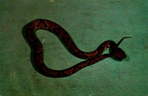 Snakes Copperhead Snake